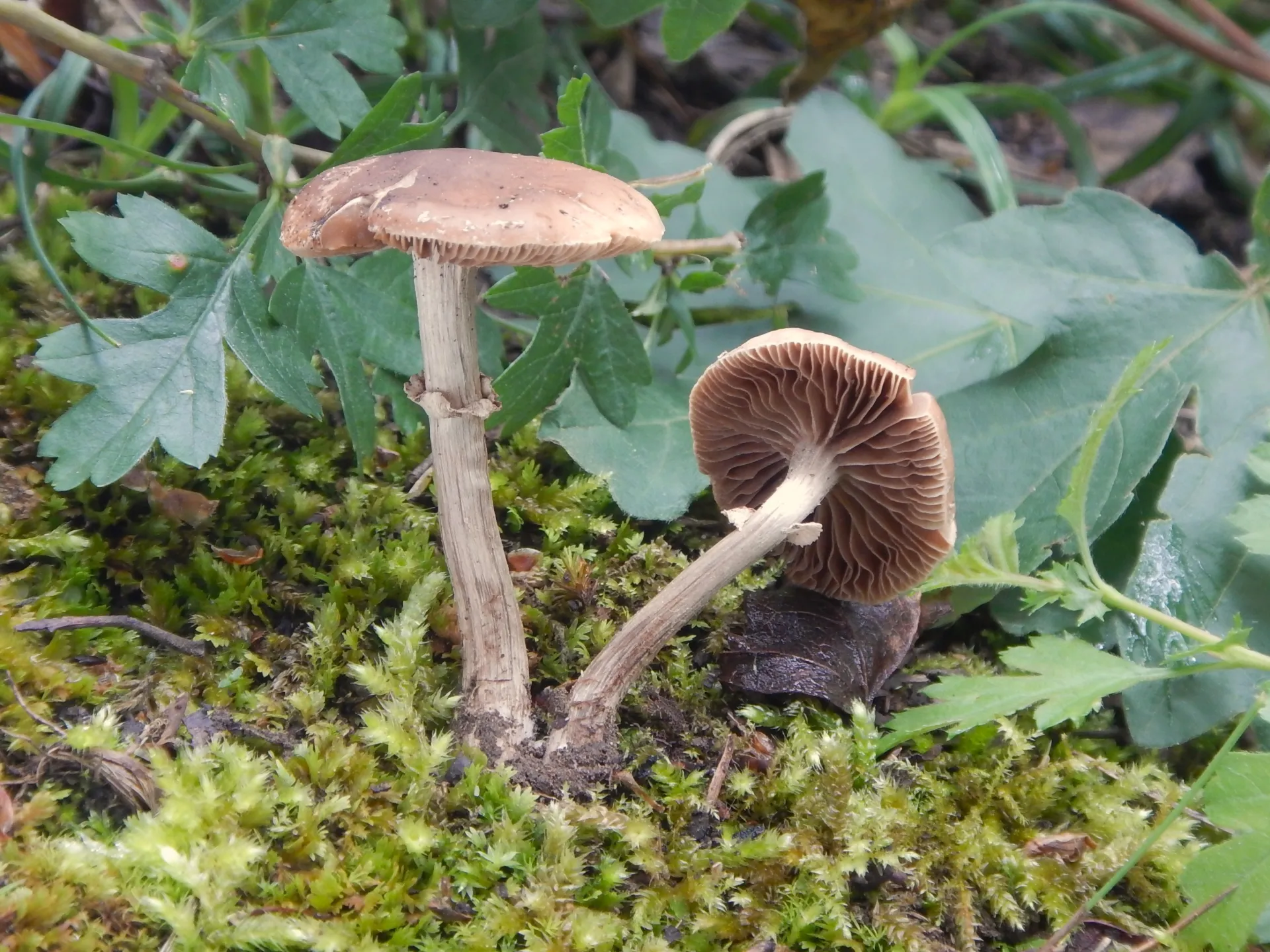 Cyclocybe erebia, 24-06-11 (3)